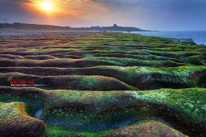 新北市石門 老梅春曉