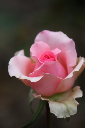 【士林官邸‧玫瑰園】