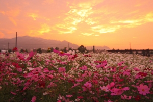 『火燒新社花海』...