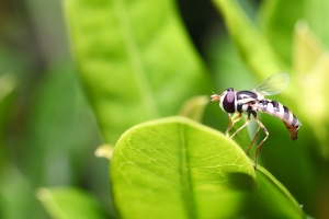 [5DII]轉接環生態拍攝