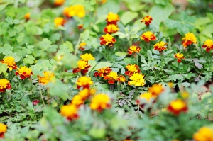 梅林親水岸‧安妮花園