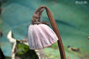 植物園測試-SX40