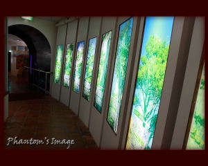 2009.11.28_30_武陵農場_福壽山楓葉第二天