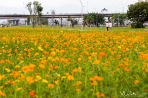滿滿的波斯菊~新北橋旁
