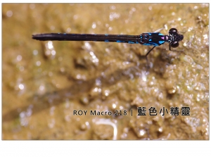 ROY Macro 218 │ 藍 色 小 精 靈
