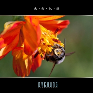 ::: The Bee 第一次拍蜜蜂 :::