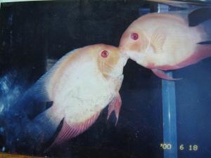 魚吻魚
