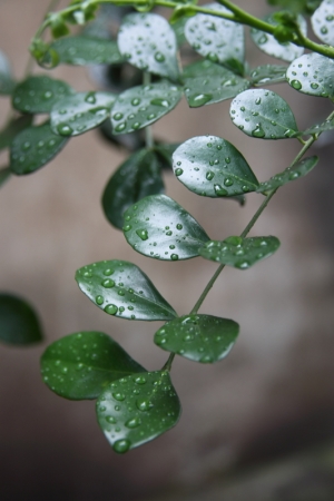 雨後的植物!