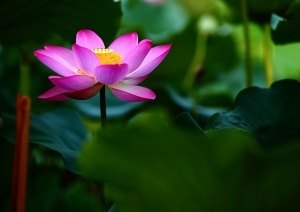 植物圓賞 " 荷 "