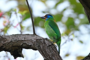 456小砲 - 美麗五色鳥