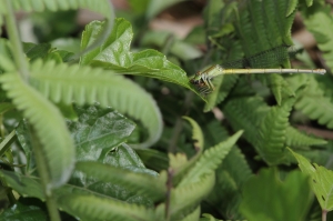 黃腹細蟌 Ceriagrion melanurum Selys, 1876