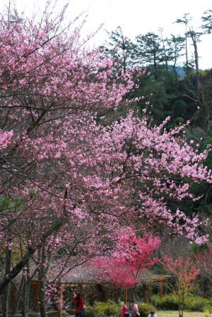 武陵櫻花（三）