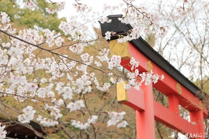 車折神社、嵐電周边