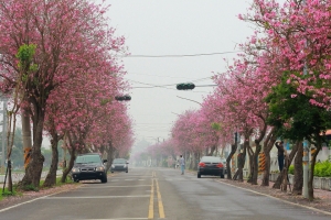 花來花去都是花