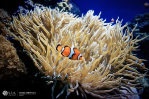 S.E.A. Aquarium 名胜世界水族馆