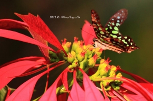 生態攝影~千分之一秒的瞬間