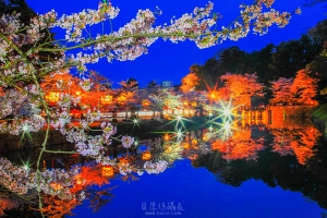 日本花見行之【夜櫻璀璨。水倒影】夭壽水！