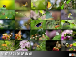 花草間的美麗邂逅
