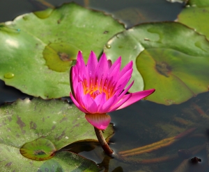 小小白_植物篇 by bevis