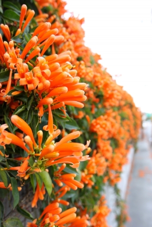 ◎2013炮仗花開◎