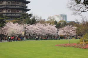 春天真的來囉~公園踏青趣