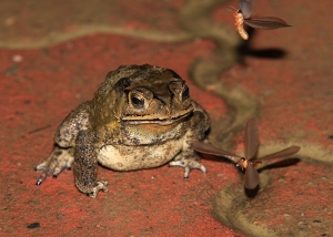 雨天‧聽青蛙唱歌