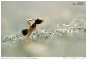 再次挑战翻转镜头微拍.