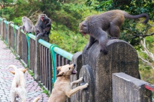 台東登仙橋的獼猴