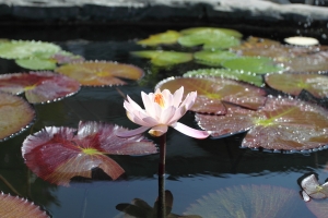 年假時在附近學校拍的