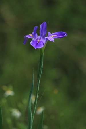 鳶尾花開