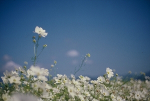 [FM2] :: Karren - Flower Of November ::