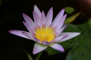 家裡的花花草草