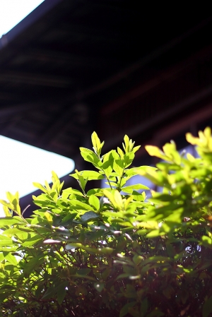 0419 50mm f1.8II 隨拍