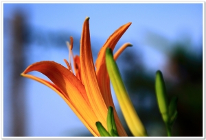 我家今年開的第一朵金針花