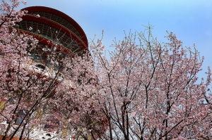20080320_戀戀天元宮櫻花季(二)
