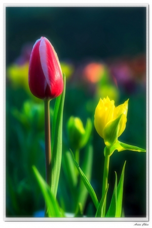 桃源仙谷鬱金香