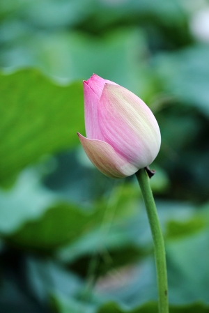 不好意思的蓮花