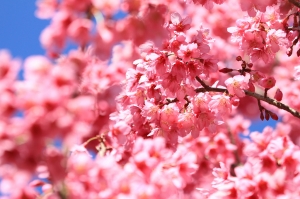 武陵農場 晚櫻 - 期待了好久好久