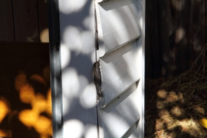 我沒見過的生物