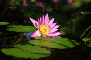 十一月的荷花，新手上路，請指教