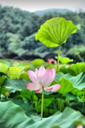 人生第一次拍荷花...