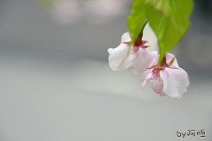 [阿恆]阿里山櫻花季