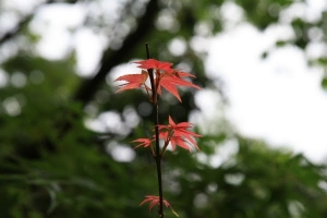 08-04-27 油桐花