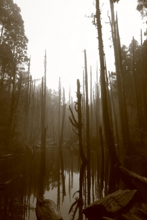 凋零之美─忘憂森林