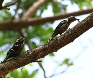 456打鳥記 - 小啄木育雛