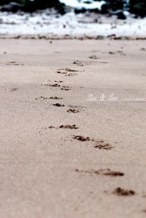 淺水灣 Sea & See