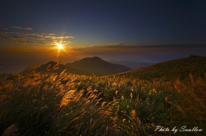 大屯山黃金芒花