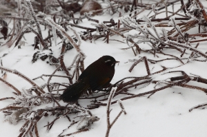 南投 合歡山追雪去
