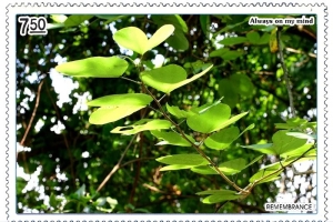 [300D] [HK] 城門水塘