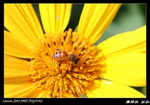 「偽裝的向日葵」王爺葵